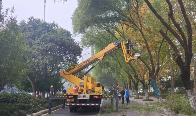 今冬明春行道樹專項修剪已啟動.jpg