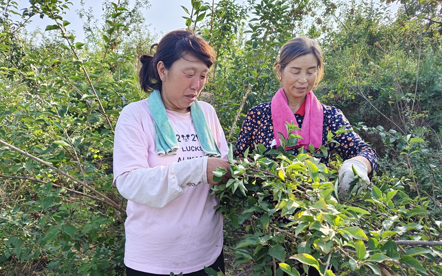 村民采摘連翹 張玉靜 攝