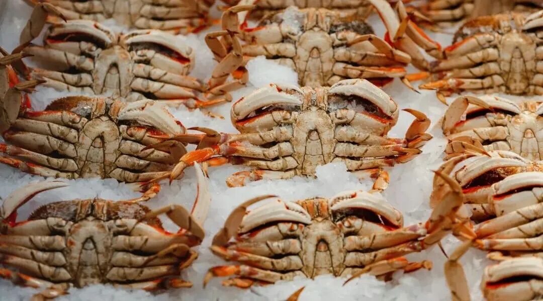 a bunch of crabs that are on some ice