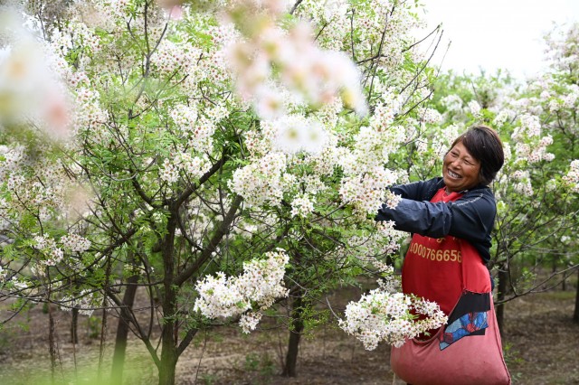 3——1【記者在一線】茶香飄四方  花開(3127657)-20260417085557.jpg