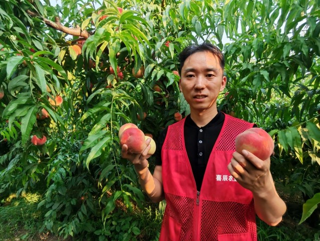 5----【记者在一线】蜜桃红了 日子甜(3202158)-20260626103235.jpg