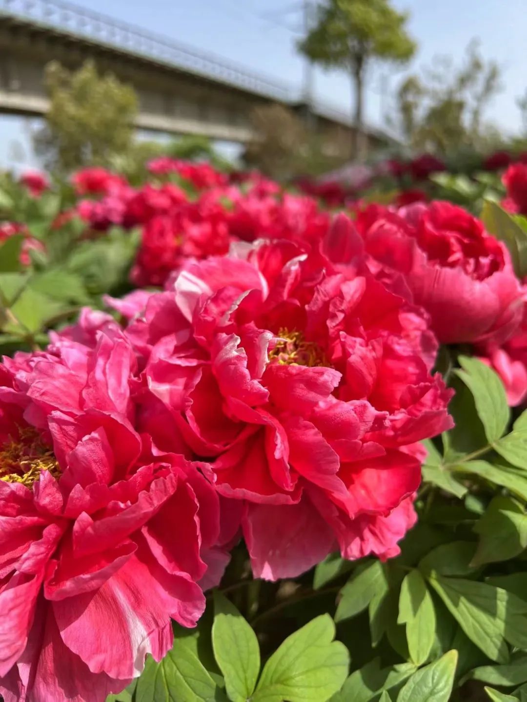 03许慎文化园河南省漯河市召陵区龙江东路与中山路交叉口向东800米路