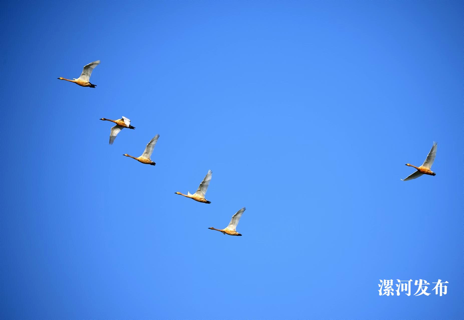 黄龙湿地公园·天鹅.jpg