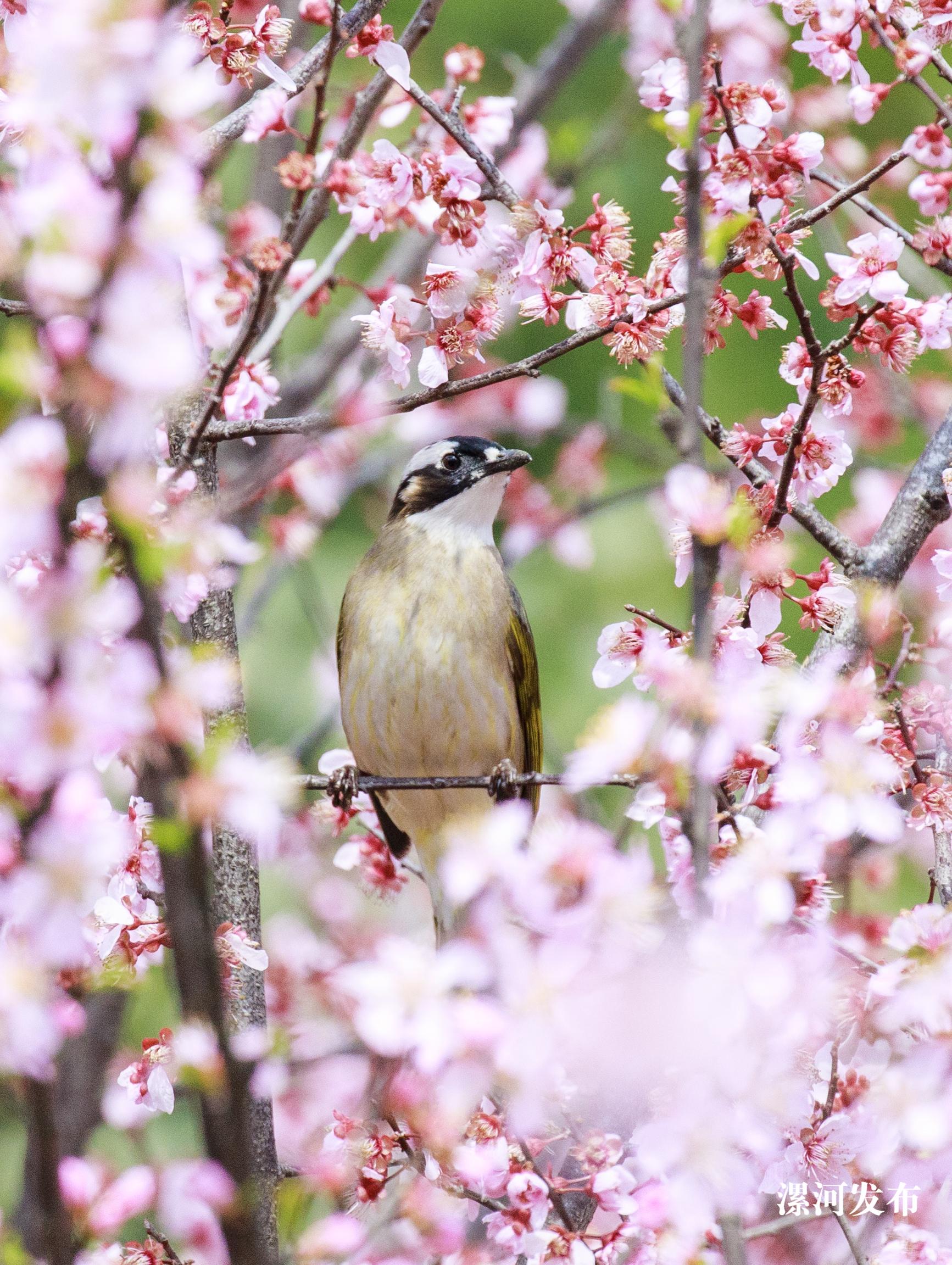 3月25日，在市区游园中，盛开的鲜花沁人心脾，鸟儿在花丛中自由穿梭，以花瓣为食，享受着春天的美好。本报记者杨光摄3.jpg