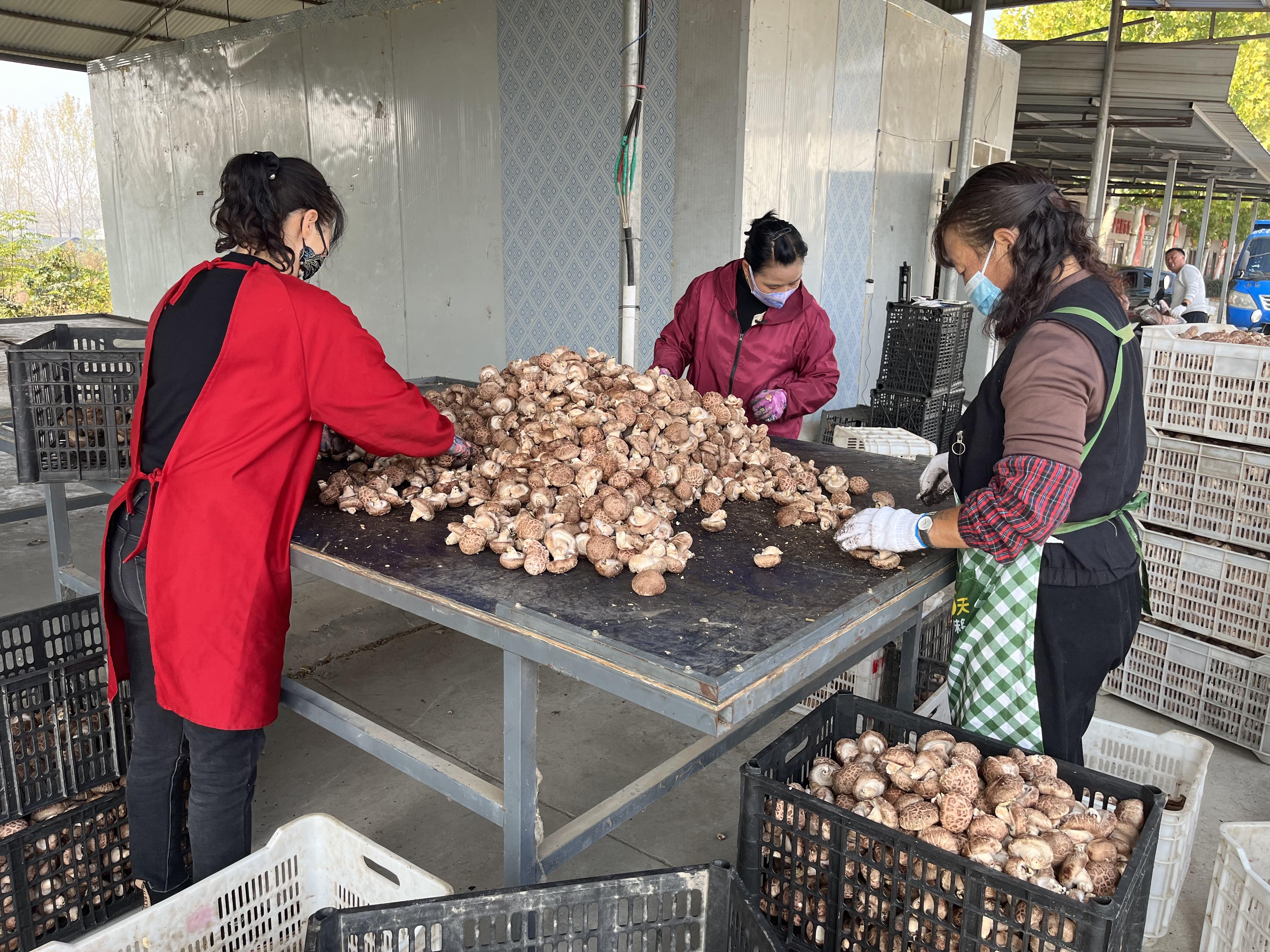 2(记者在一线)小香菇撑起致富伞(分离图(2535165)-20241112091044.jpg