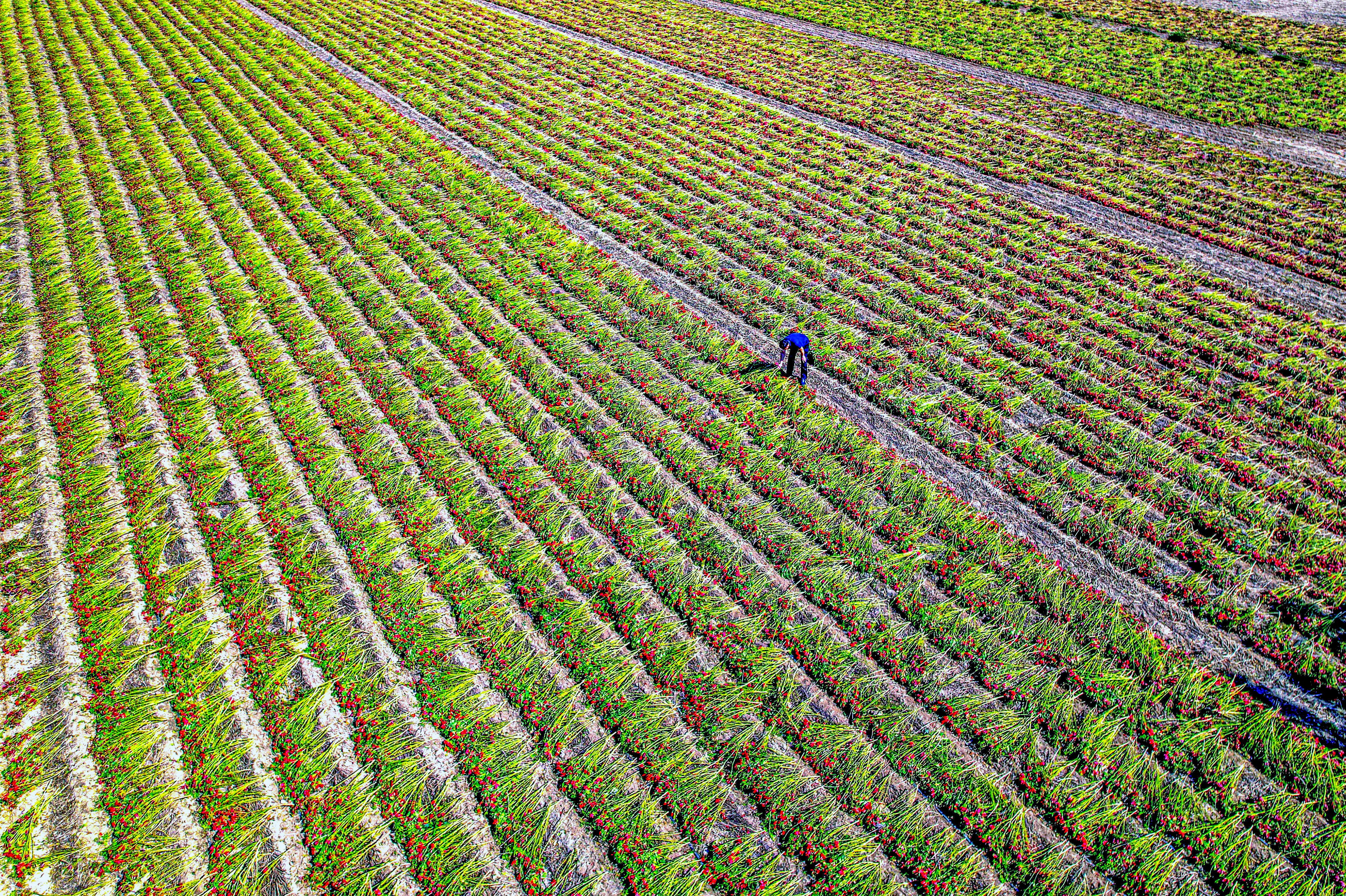 0906049935031212.jpg 王岗镇:晒秋图(罗天浩)(2998639)-20251210085740.jpg