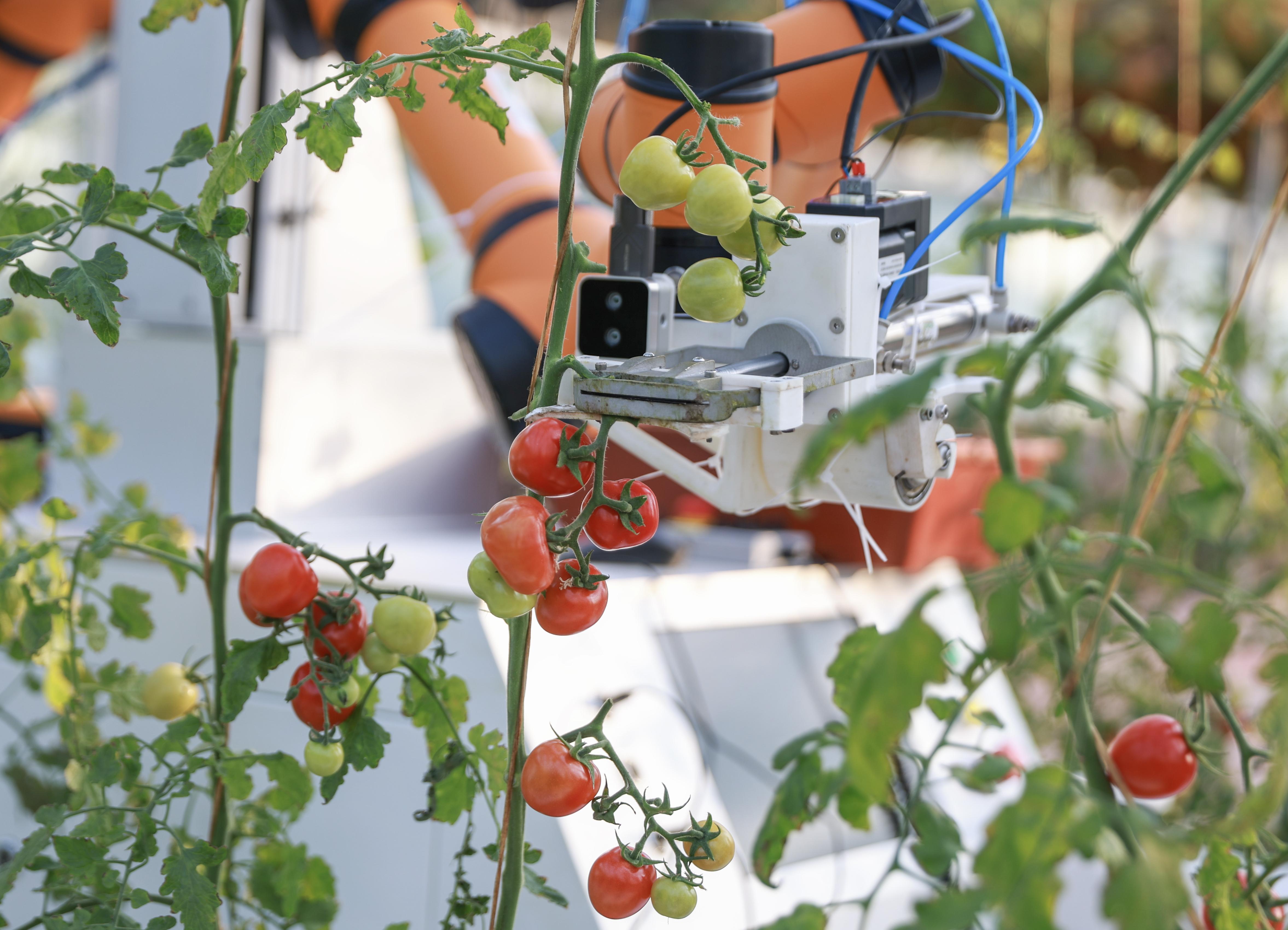 0852536582142485.jpg 我市自主研发首款采摘机器人(分离图)06(3008335)-20251217084802.jpg