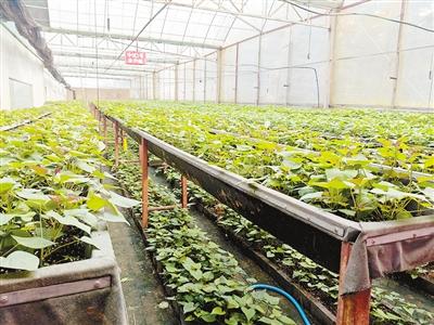 白庄村甘薯培育大棚里多层培育架上长势良好的甘薯苗.jpg