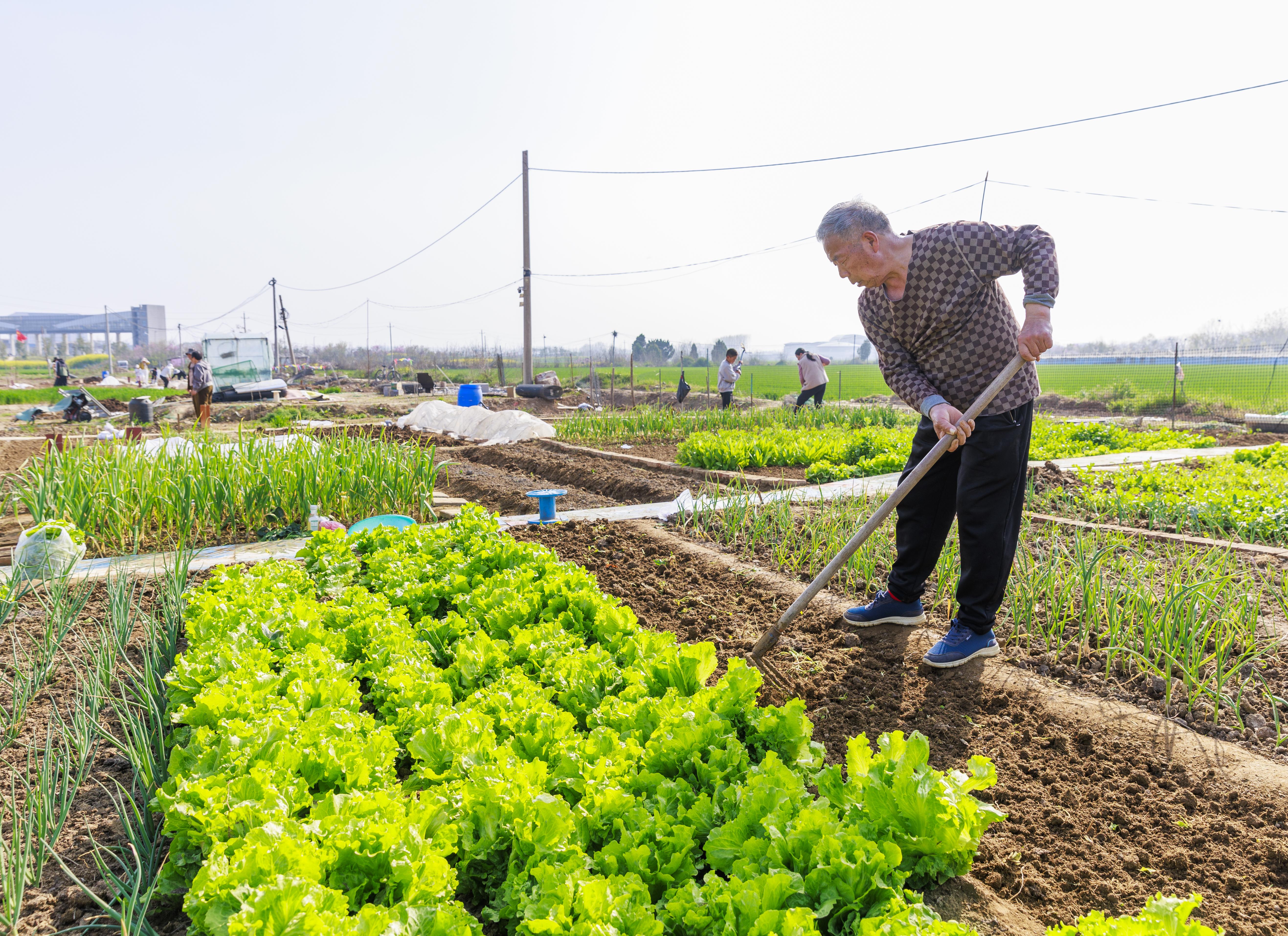 301——共享菜园成新风尚 方寸土地圆市(3111000)-20260331092853.jpg