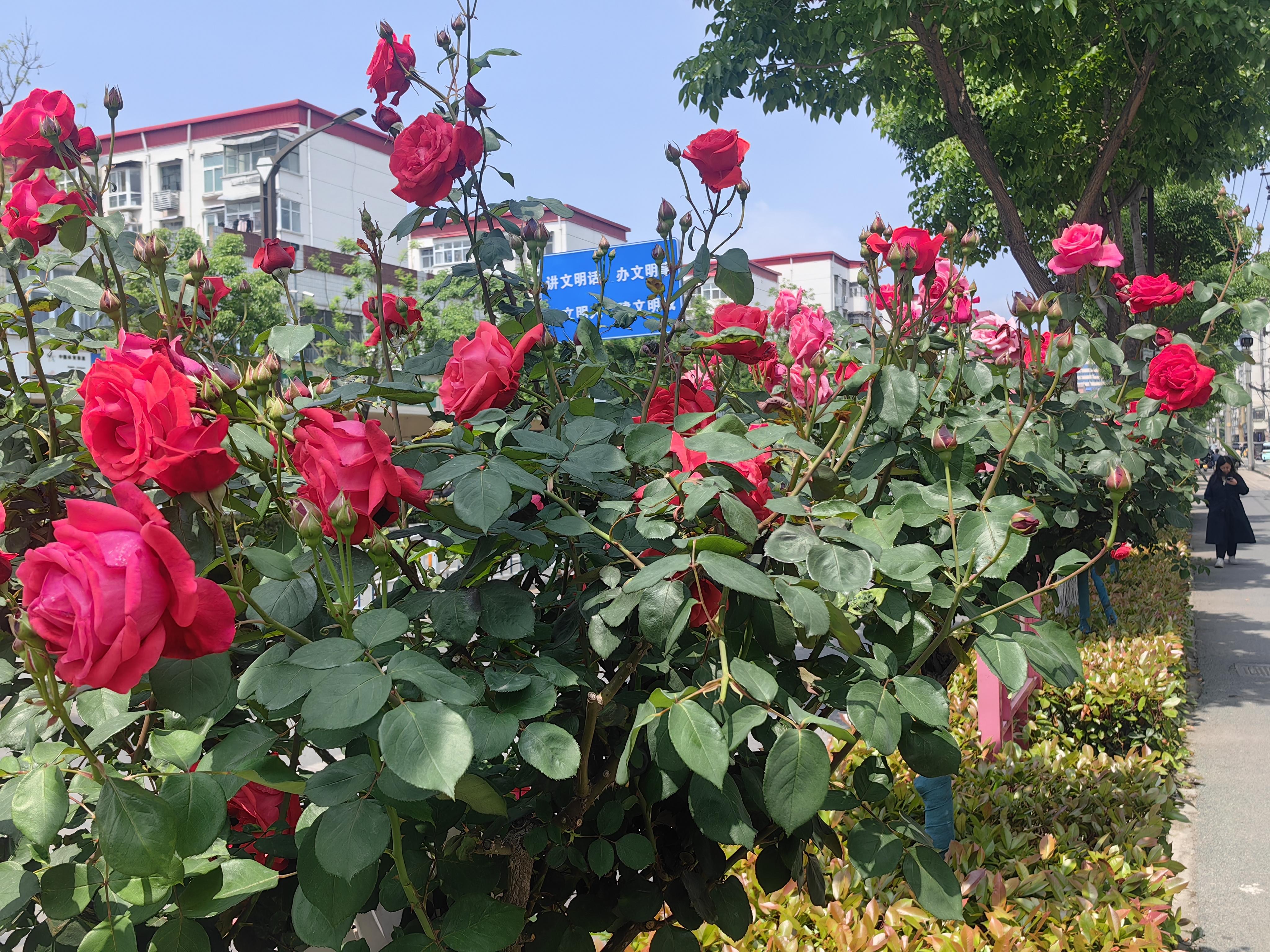 月季花开满街香&nbsp; 春日街头醉人心(分离图(3135802)-20260424102903.jpg